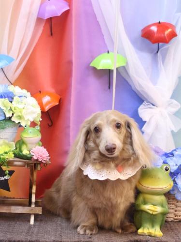 20230616ぺこちゃん